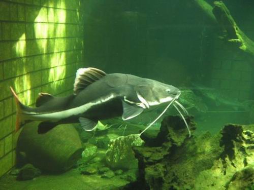 namazu-giant-catfish-myth-japan6