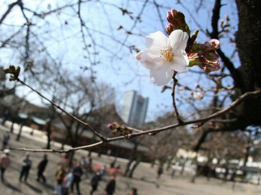 Orang-orang menyaksikan bunga sakura di Kuil Yasukuni di Tokyo, pada hari Sabtu.